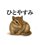 仕事終わりの一言〜リアルで可愛いシマリス（個別スタンプ：16）
