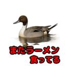 Re:狩猟界隈で流行りのスタンプ その壱（個別スタンプ：17）