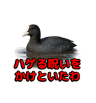 Re:狩猟界隈で流行りのスタンプ その壱（個別スタンプ：30）