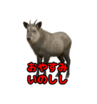 Re:狩猟界隈で流行りのスタンプ その壱（個別スタンプ：34）