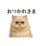 仕事終わりの一言〜ペルシャ猫（個別スタンプ：4）
