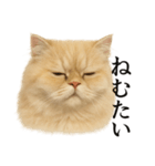 仕事終わりの一言〜ペルシャ猫（個別スタンプ：5）