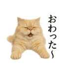 仕事終わりの一言〜ペルシャ猫（個別スタンプ：6）