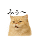 仕事終わりの一言〜ペルシャ猫（個別スタンプ：7）