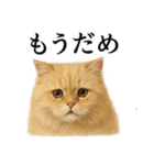 仕事終わりの一言〜ペルシャ猫（個別スタンプ：9）