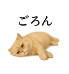 仕事終わりの一言〜ペルシャ猫（個別スタンプ：10）