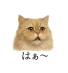 仕事終わりの一言〜ペルシャ猫（個別スタンプ：11）