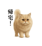 仕事終わりの一言〜ペルシャ猫（個別スタンプ：12）