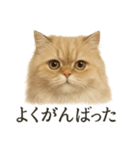 仕事終わりの一言〜ペルシャ猫（個別スタンプ：13）