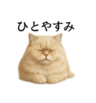 仕事終わりの一言〜ペルシャ猫（個別スタンプ：14）