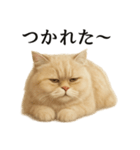 仕事終わりの一言〜ペルシャ猫（個別スタンプ：15）