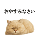 仕事終わりの一言〜ペルシャ猫（個別スタンプ：16）