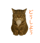 しぶねこ、ひげにゃん2（個別スタンプ：1）