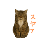 しぶねこ、ひげにゃん2（個別スタンプ：3）