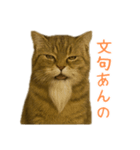しぶねこ、ひげにゃん2（個別スタンプ：4）