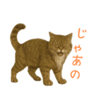 しぶねこ、ひげにゃん2（個別スタンプ：6）