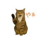 しぶねこ、ひげにゃん2（個別スタンプ：7）