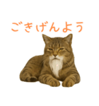 しぶねこ、ひげにゃん2（個別スタンプ：8）