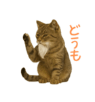 しぶねこ、ひげにゃん2（個別スタンプ：9）