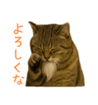 しぶねこ、ひげにゃん2（個別スタンプ：10）
