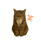 しぶねこ、ひげにゃん2（個別スタンプ：11）