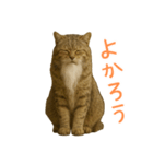 しぶねこ、ひげにゃん2（個別スタンプ：12）