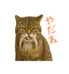 しぶねこ、ひげにゃん2（個別スタンプ：14）