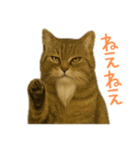しぶねこ、ひげにゃん2（個別スタンプ：17）