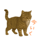 しぶねこ、ひげにゃん2（個別スタンプ：18）