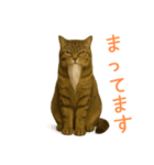 しぶねこ、ひげにゃん2（個別スタンプ：19）