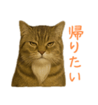 しぶねこ、ひげにゃん2（個別スタンプ：20）