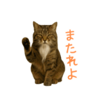しぶねこ、ひげにゃん2（個別スタンプ：21）