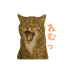 しぶねこ、ひげにゃん2（個別スタンプ：22）