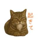 しぶねこ、ひげにゃん2（個別スタンプ：23）