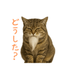 しぶねこ、ひげにゃん2（個別スタンプ：24）