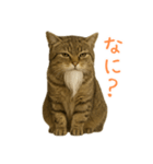 しぶねこ、ひげにゃん2（個別スタンプ：25）