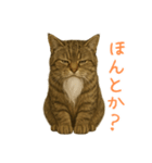 しぶねこ、ひげにゃん2（個別スタンプ：26）