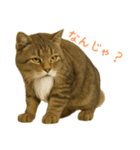 しぶねこ、ひげにゃん2（個別スタンプ：27）