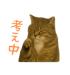 しぶねこ、ひげにゃん2（個別スタンプ：28）