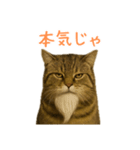 しぶねこ、ひげにゃん2（個別スタンプ：29）