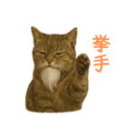 しぶねこ、ひげにゃん2（個別スタンプ：34）