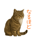 しぶねこ、ひげにゃん2（個別スタンプ：35）