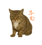 しぶねこ、ひげにゃん2（個別スタンプ：36）