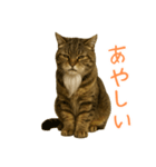 しぶねこ、ひげにゃん2（個別スタンプ：37）