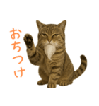しぶねこ、ひげにゃん2（個別スタンプ：39）