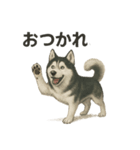 推しワン★ハスキー 一緒に守りたい命（個別スタンプ：1）
