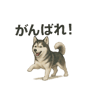 推しワン★ハスキー 一緒に守りたい命（個別スタンプ：39）
