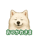 推しワン★サモエド ～届けたい温もり～（個別スタンプ：1）