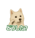 推しワン★サモエド ～届けたい温もり～（個別スタンプ：23）