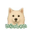 推しワン★サモエド ～届けたい温もり～（個別スタンプ：30）
